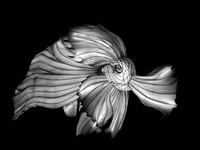 BLACK & WHITE BETTA