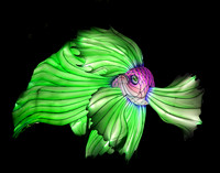VIOLET & GREEN BETTA