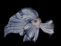 SILVER BETTA