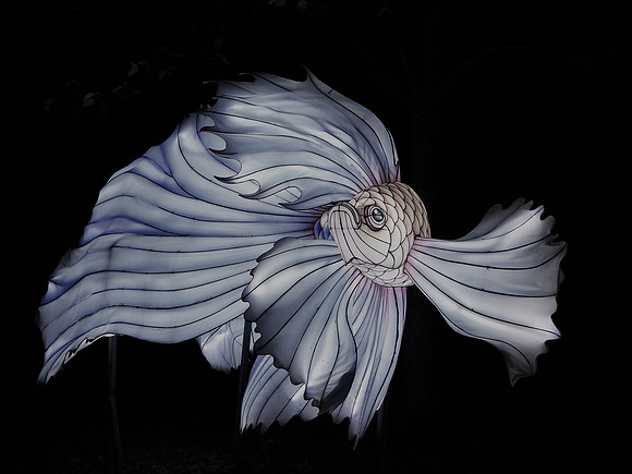 SILVER BETTA