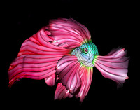 GREEN & RED BETTA