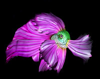 GREEN & FUCIA BETTA