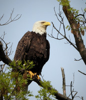 MAJESTIC EAGLE