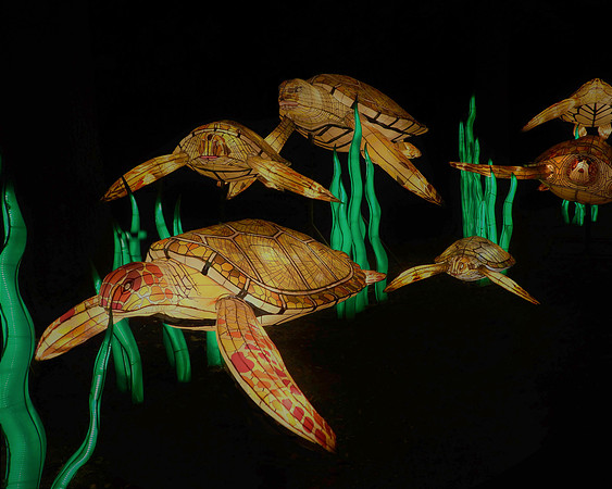 SEA TURTLES