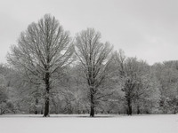 THREE TREES