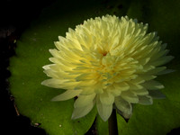 YELLOW WATER LILY