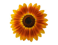 White  Sunburst Sunflower