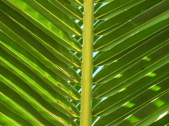 PALM LEAF ABSTRACT 1