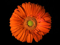 GREEN & ORANGE BLOSSOM