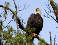EAGLE ON THE LOOKOUT 2