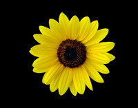Black  Yellow Sunflower