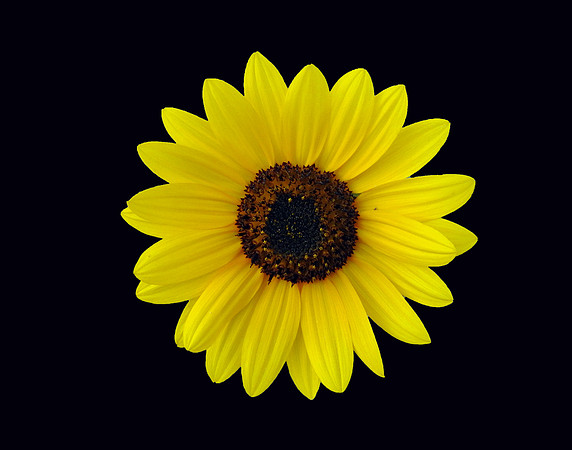 Black  Yellow Sunflower