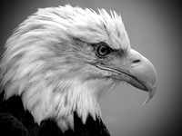 BALD EAGLE PROFILE B&W