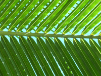 PALM LEAF ABSTRACT 2