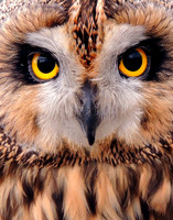 THE STARE