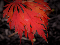 Fall Foliage 2