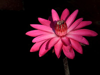 PINK AND RED WATER LILY