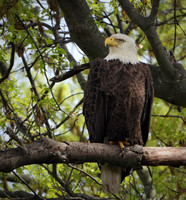 EAGLE ON THE LOOKOUT 3