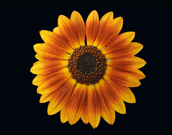 Black  Sunburst Sunflower