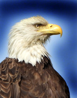 AMERICA'S BIRD