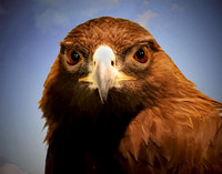 GOLDEN EAGLE STARE