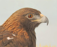 GOLDEN EAGLE