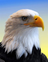 BALD EAGLE PORTRAIT