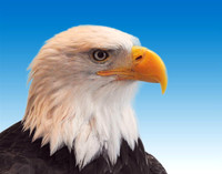 BALD EAGLE PORTRAIT 2