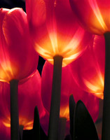 Tulip Lights 2