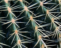Barrel Cactus