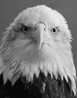 HERE'S LOOKING AT YOU