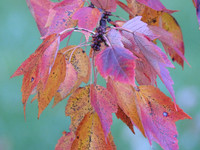 Fall Foliage
