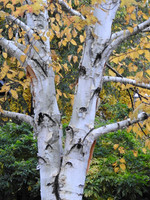 Birch Truck