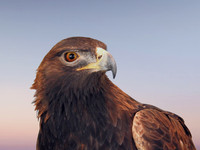 GOLDEN EAGLE PORTRAIT