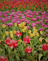 Tulip Bed - Kingwood Center