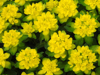 Study in Yellow and Green