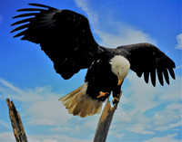 THE EAGLE HAS LANDED