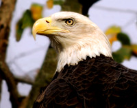 "EAGLE EYE"