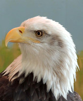 BALD EAGLE PORTRAIT 3