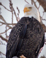 NORTH WOODS EAGLE