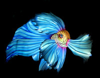 GOLD & BLUE BETTA