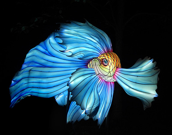 GOLD & BLUE BETTA